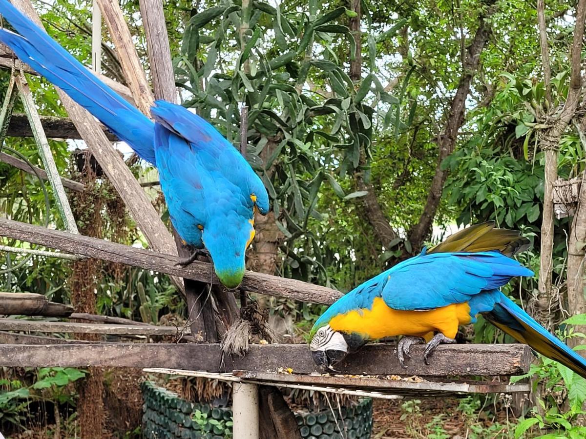 Flor E Cor Cavalcante